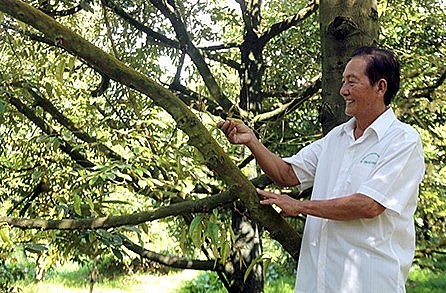 Ông Lê Văn Sáu có nhiều năm kinh nghiệm trồng sầu riêng xuất khẩu.