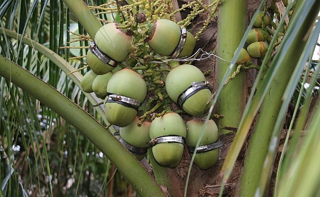 Kỹ thuật tạo hình quả dừa rất khó, phải am hiểu về sự phát triển của loại cây trái này mới làm được