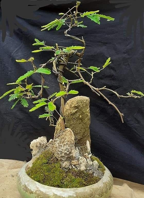 Dùng kẽm để định hình bonsai hoa mắc cỡ.