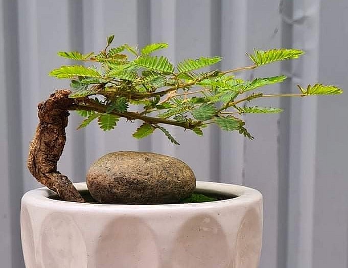 Chăm sóc kỹ càng cây hoa mắc cỡ bonsai từ khi còn nhỏ.
