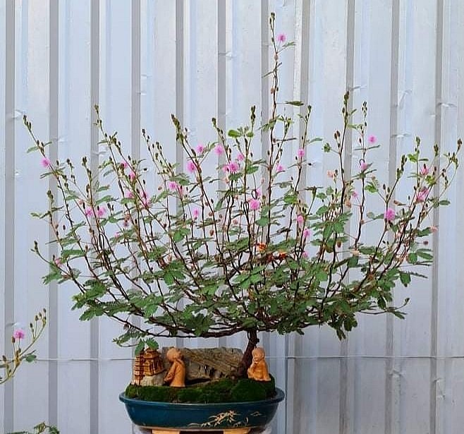 Nhiều dáng cây bonsai hoa mắc cỡ độc đáo mà anh Xuyên tự uốn nắn.