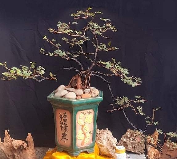 Đủ loại dáng bonsai hoa mắc cỡ tạo sự phong phú trên thị trường.