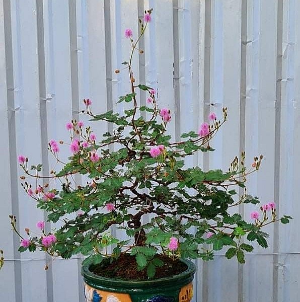 Nhiều người trả tiền triệu để trả cho những bonsai hoa mắc cỡ nhưng anh Xuyên không bán vì tiếc.