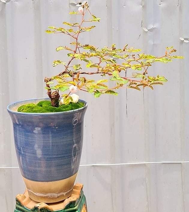 Dáng cây bonsai hoa mắc cỡ tuy đơn giản nhưng tiềm ẩn vẻ đẹp riêng.