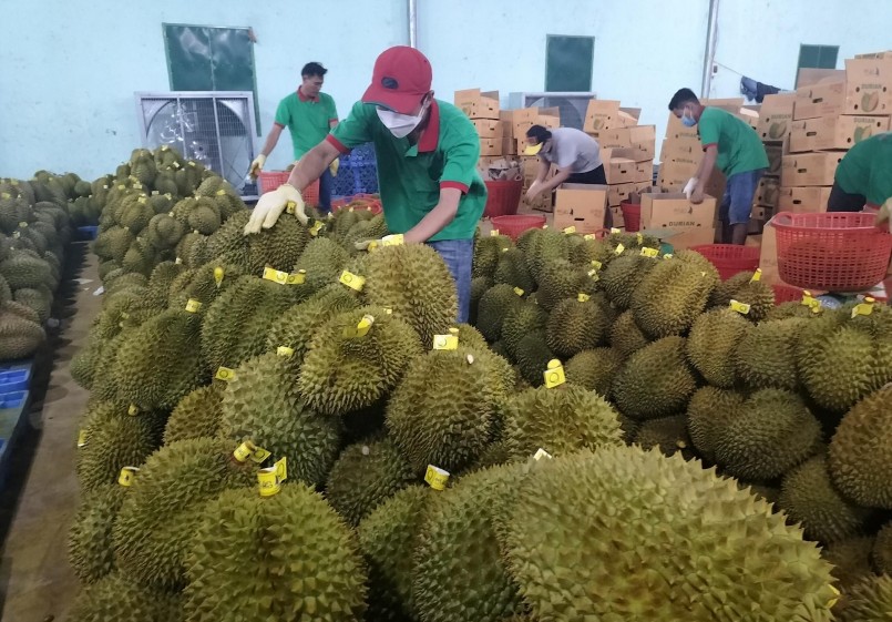. Hiện sầu riêng chiếm 17,3% tổng giá trị xuất khẩu trái cây Việt Nam trong 10 tháng năm 2022.