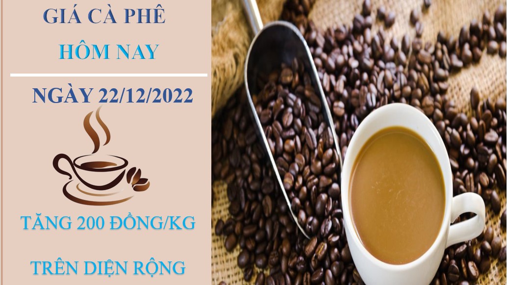 Giá cà phê hôm nay 22/12/2022: Tăng nhẹ 200 đồng/kg tại các địa phương
