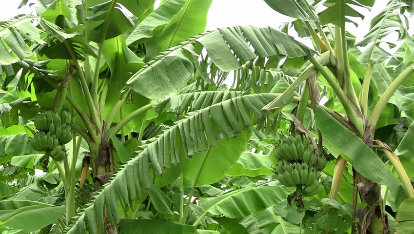 Loại lá phổ biến ở Việt Nam có công dụng vô cùng đặc biệt nhưng ít người biết đến