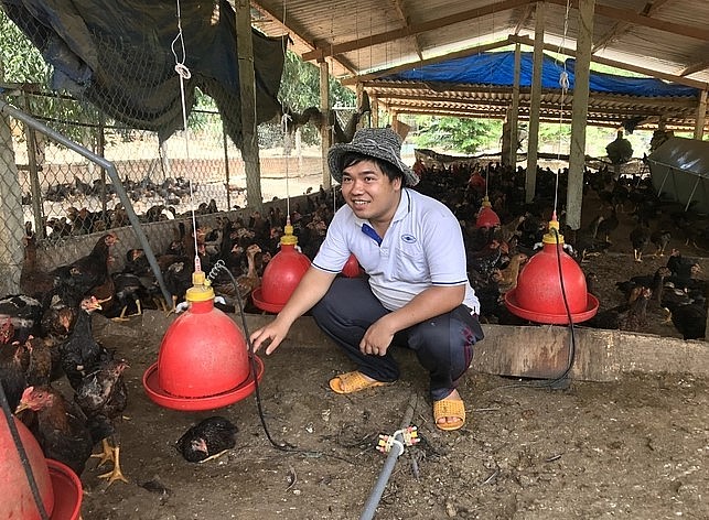 Trong thời gian tới, Công ty Cao Khanh sẽ tham gia phát triển chuỗi liên kết nuôi gà thả đồi ở các huyện trung du và miền núi ở Bình Định. Ảnh: V.Đ.T.