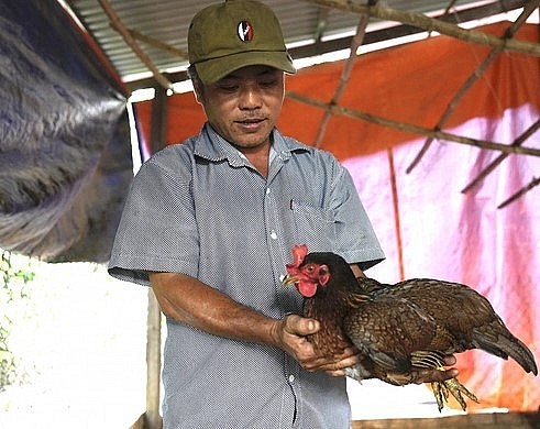 Nhờ ăn thức ăn tự nhiên nên gà cho thịt ngon, mau lớn, sau 2 tháng nuôi, nhiều con đạt trọng lượng khoảng 2,5kg. Ảnh: Phúc Lập.