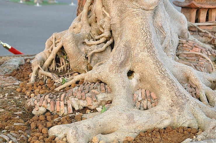 Theo ông Hoà, cây sanh này ước chừng khoảng trên 100 năm tuổi với bộ rễ như hoá thạch