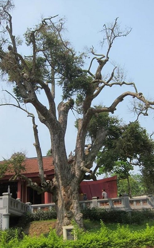 Cây táu cổ thụ 'đại mộc thần' tọa lạc trước đền Thiên Cổ (thôn Hương Lan, xã Trưng Vương, TP Việt Trì, Phú Thọ). 