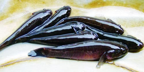 Loài cá này chủ yếu sống ở những vùng nước lợ, phân bố ở nhiều nơi thuộc vùng duyên hải Ấn Độ Dương và Thái Bình Dương