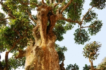 Sửng sốt trước vẻ huyền bí của cây duối đại cổ thụ nghìn năm tuổi ‘bàn tay Phật’