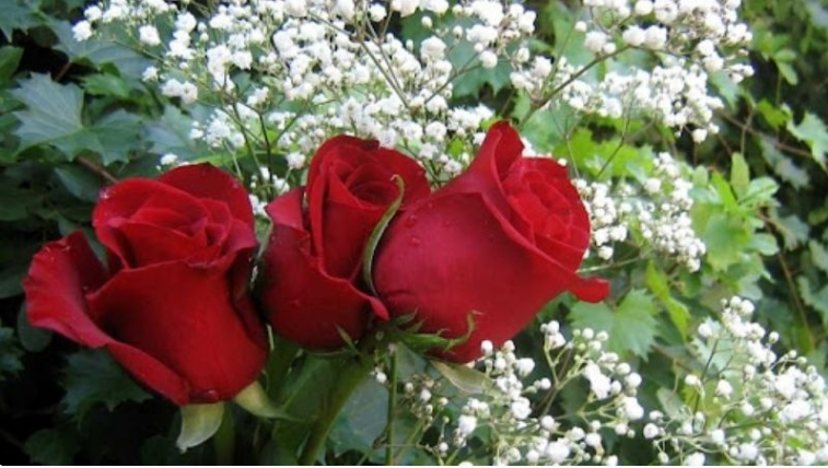 Bất ngờ 4 lợi ích của hoa Hồng đối với "sức khỏe - sắc đẹp" mà bạn đã biết?