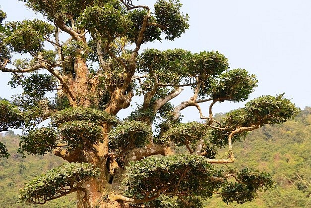 Dáng cây hình “bàn tay Phật” độc lạ và mang trong mình giá trị lịch sử gắn liền với vua Đinh Tiên Hoàng.