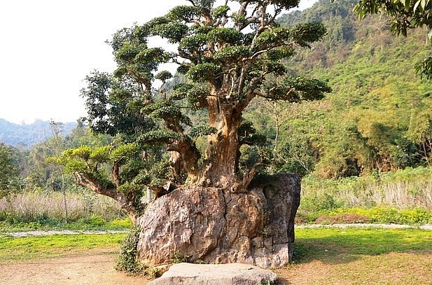 Đó là cây duối nghìn năm tuổi nằm trong khu du lịch vườn chim Thung Nham (huyện Hoa Lư, tỉnh Ninh Bình). 