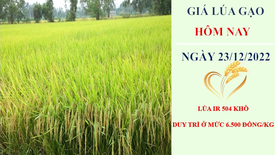 Giá lúa gạo hôm nay 23/12/2022: Nguồn cung thấp, giá lúa gạo neo cao