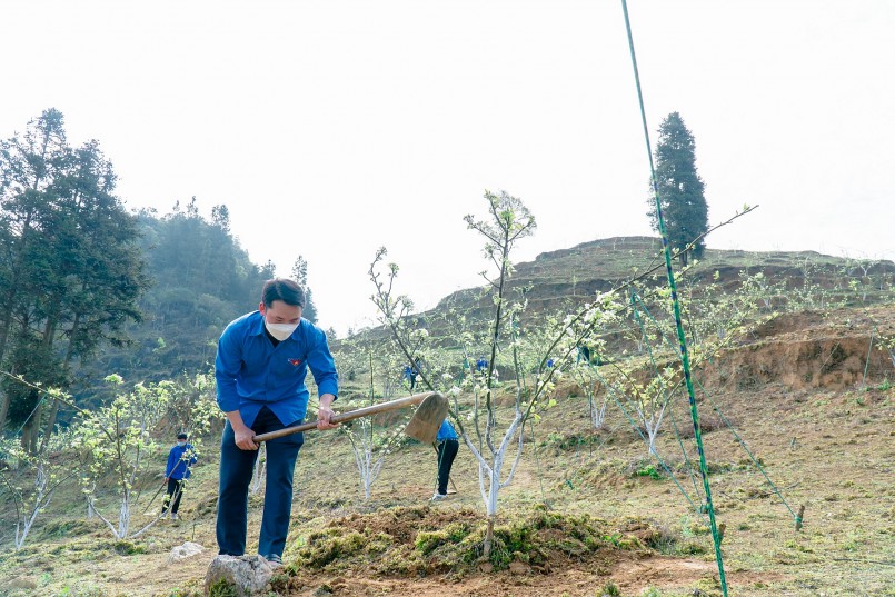Anh Thào Seo Lìn chăm sóc những cây lê Tai Nung