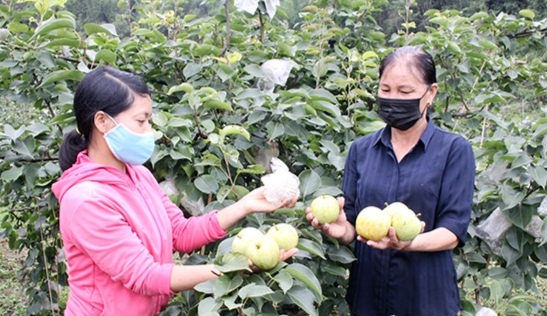 Nông dân xã Phiêng Khoài (Yên Châu) chia sẻ kinh nghiệm trồng giống lê Tai Nung
