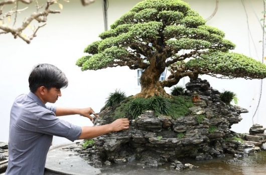 9X đi trang điểm cho những siêu phẩm bonsai mỗi năm thu nửa tỷ đồng