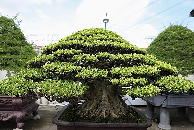 Chủ cây không chỉ thuê chăm cây cho họ mà còn muốn giúp họ chăm tỉa để nâng tầm giá trị của bonsai. 