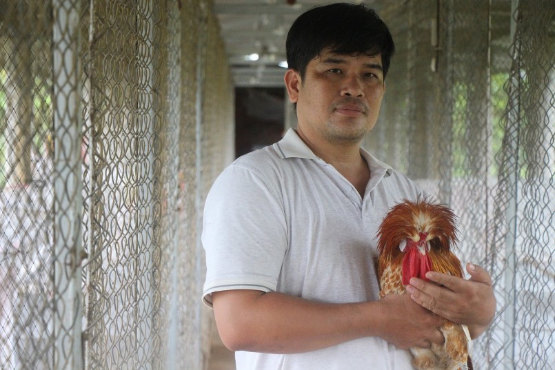 Anh Phạm Minh Biên (35 tuổi, ở tỉnh Vĩnh Long), người nuôi giống gà Ba Lan cho biết: “Năm 2019 tôi mua 2 bộ gà, mỗi bộ 3 con gồm 2 trống, một mái. Gà có nguồn gốc từ Ba Lan, là một trong những loại được xếp vào nhóm gà kiểng đẹp nhất thế giới. Sau khi nhân giống thành công, số lượng gà bố mẹ tương đối nhiều, tôi bắt đầu mới bán gà con và gà hậu bị”