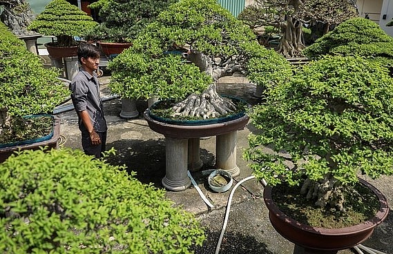 Anh Kiển hiện sở hữu vườn kiểng bonsai khủng và nhận chăm sóc cho 10 vương kiểng khác.