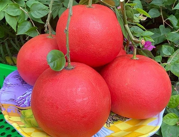 Không sốt như mọi năm, những trái bưởi đỏ được cho là bưởi đỏ tiến vua hiện được bán với giá bình dân.