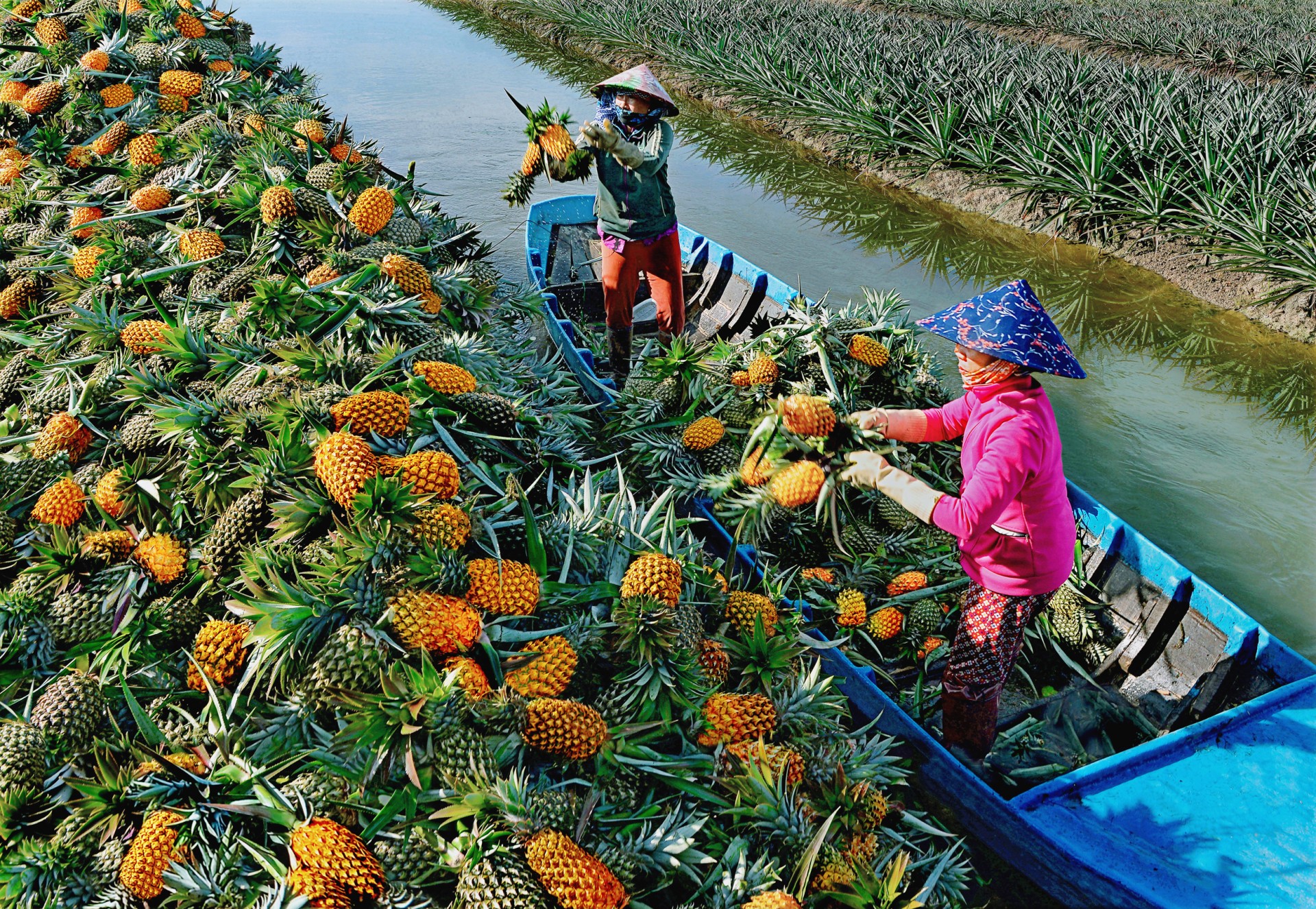 Ứng dụng khoa học, công nghệ để nâng cao giá trị chuỗi sản phẩm Vùng đồng bằng sông Cửu Long