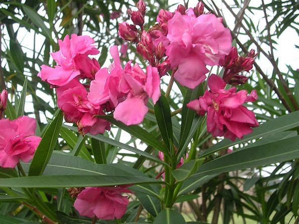6 loài hoa người Việt ưa chuộng nhưng chứa chất kịch độc chết người, bất ngờ nhất là hoa số 6