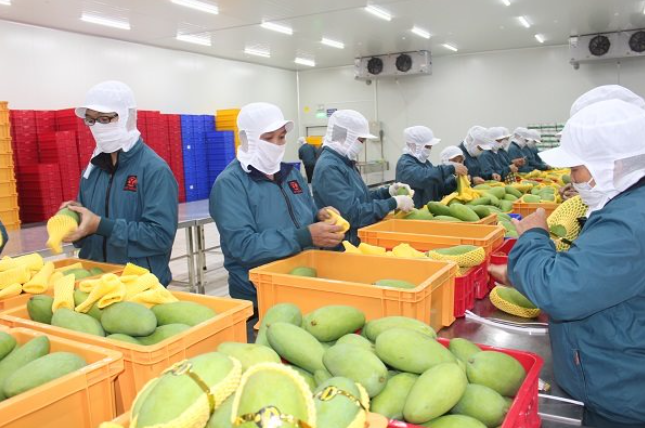 Đóng gói trái cây xuất khẩu tại một doanh nghiệp. Ảnh: Trung Chánh