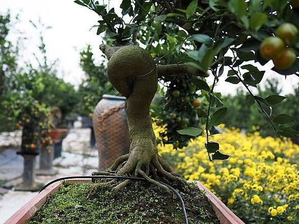 vẻ hùng dũng, khỏe khoắn nhưng cũng hết sức mềm mại của quất mộc căn bonsai.