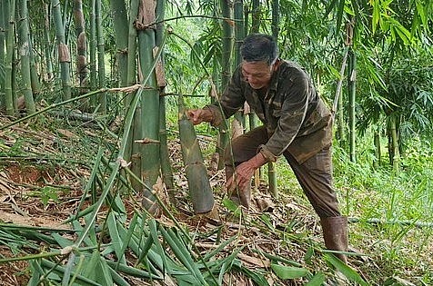 Ông Lê Minh Hoàng tại cánh rừng tre Đài Loan cho thu nhập hàng tỷ đồng của gia đình.