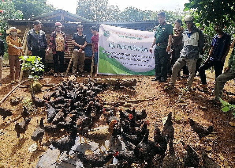Tham quan mô hình nuôi gà lai chọi tại tỉnh Đắk Nông. 