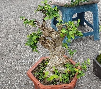 Cây Duối là một trong những sản phẩm tạo bonsai, cây cảnh được nhiều người lựa chọn hiện nay. 