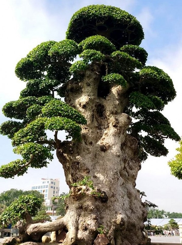 Duối cảnh bonsai được coi là vua của các loại cây cảnh.