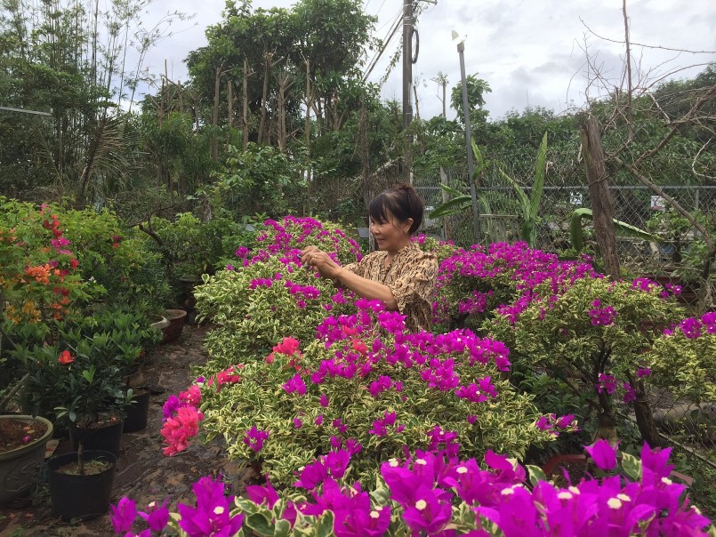 Chị Nga chăm sóc vườn hoa giấy ghép