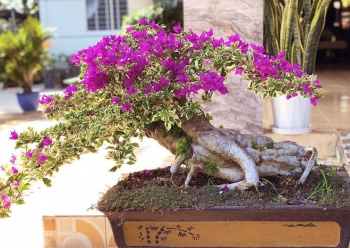 Biến cây bán vài chục nghìn ở chợ thành bonsai trăm triệu chơi Tết, những nông dân này “đổi đời”