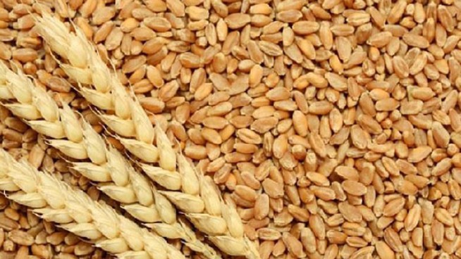 Nhập khẩu lúa mì từ thị trường Australia tăng mạnh trở lại