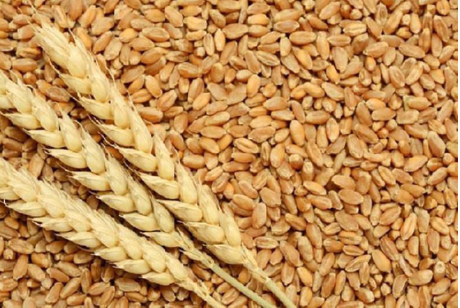 mì nhập khẩu của cả nước đạt 3,72 triệu tấn