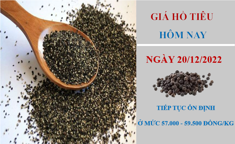 Giá hồ tiêu hôm nay 26/12/2022: Nối dài chuỗi ngày đi ngang