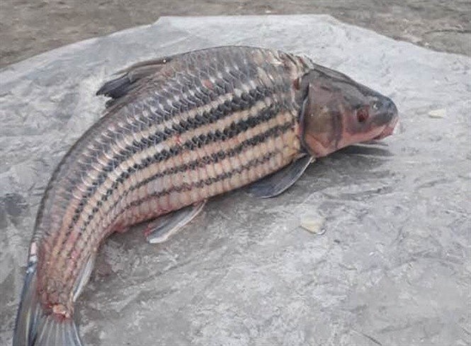 Cá Trà Sóc nặng 32 kg ở An Giang