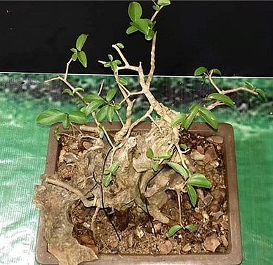 Nếu uốn bonsai, bạn sẽ uốn thân trước rồi đến cành chính, cành quanh thân từ gốc lên.