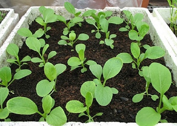 Sử dụng thùng xốp để làm nơi trồng cải xanh.