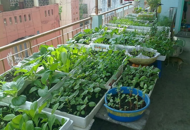 Chỉ cần vài mẹo vặt trồng rau trong nhà bạn sẽ có những luống rau cải xanh mơn mởn, không lo bão giá.