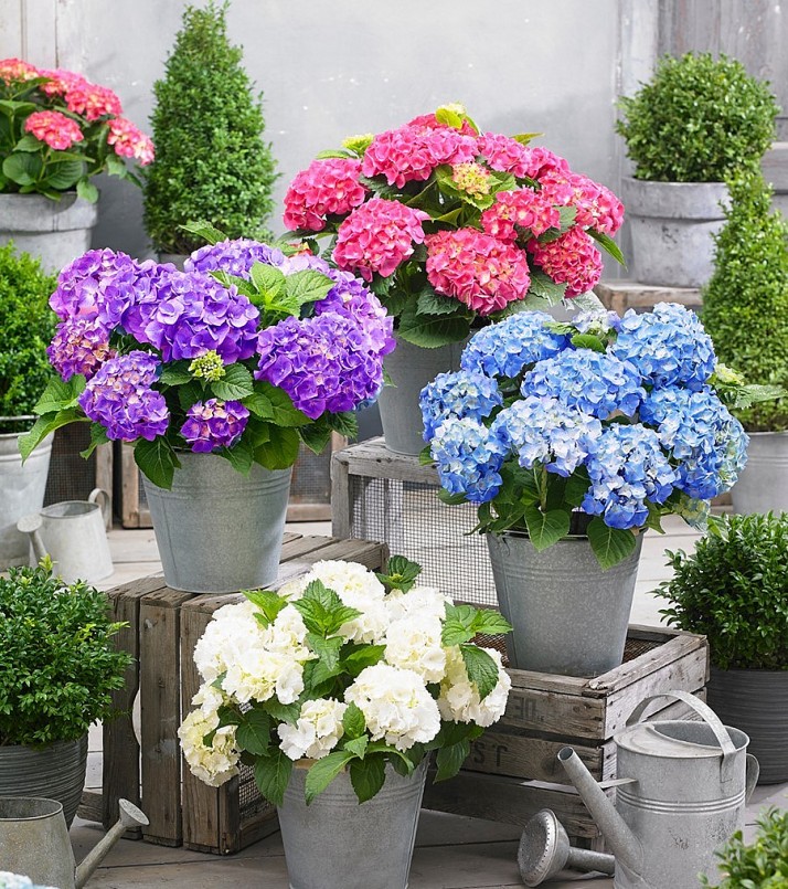 Hoa cẩm tú cầu luôn  Loài hoa đa sắc màu tượng trung cho sự thủy chung, giàu sang và hạnh phúc.