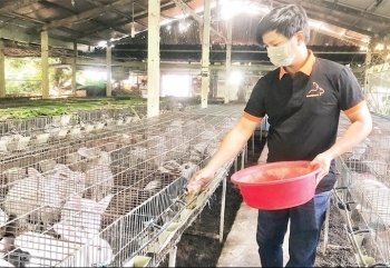 Liên kết nuôi thỏ sạch, làm thỏ thảo dược xuất khẩu giúp cả xã làm giàu