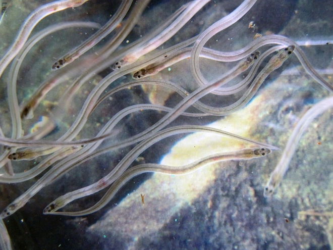 Lươn thủy tinh là một loài di cư và có vòng đời khá phức tạp. Đến nay, chúng ta vẫn chưa biết nhiều về cách sinh sản của loài lươn này. Chúng được sinh ra trên biển rồi di cư vào các vùng nước lợ và nước ngọt ở đất liền như cửa sông, sông, suối, ao, hồ,... để sinh sống và phát triển.