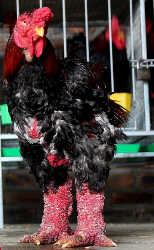 Chiêm ngưỡng những “vua gà” Đông Tảo có đôi chân cực khủng, đại gia trả 20 triệu đồng chủ nhân vẫn chưa bán