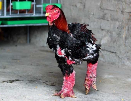 Chiêm ngưỡng những “vua gà” Đông Tảo có đôi chân cực khủng, đại gia trả 20 triệu đồng chủ nhân vẫn chưa bán